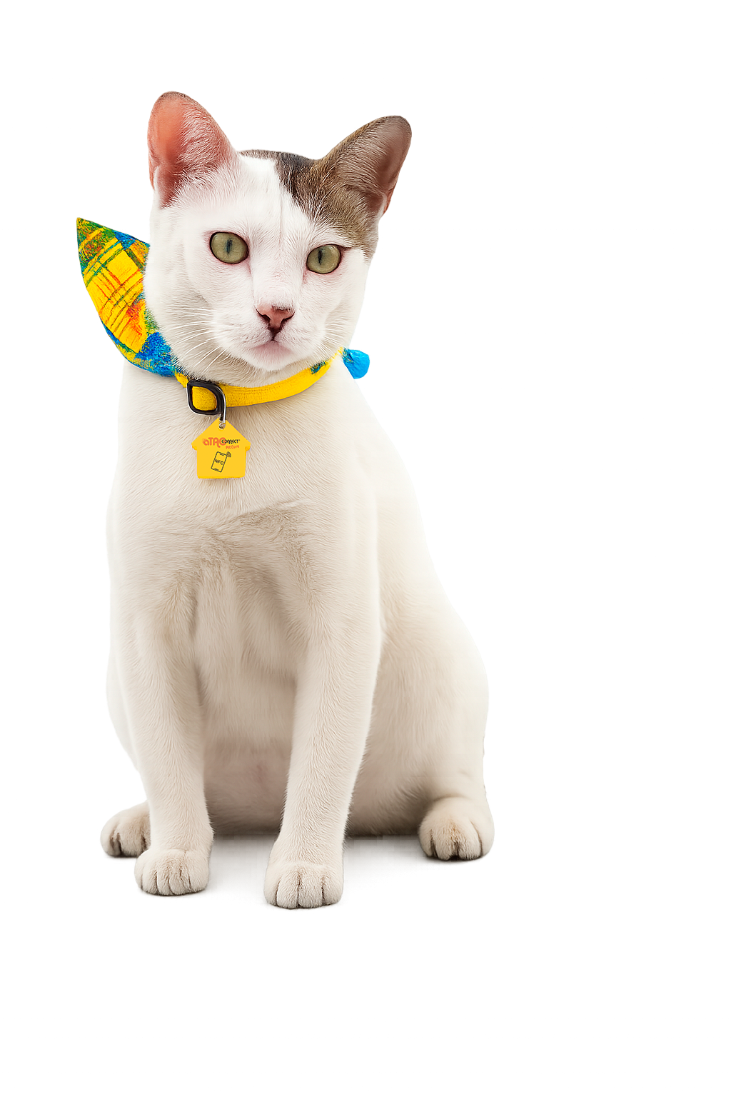 Gato branco olhando para a câmera